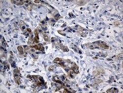 CISD2 Monoclonal Antibody (OTI4D12), TrueMAB , OriGene 100 &mu;L; Unconjugated:Antibodies,