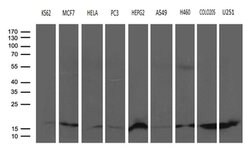 CISD2 Monoclonal Antibody (OTI4E8), TrueMAB , OriGene 100 &mu;L; Unconjugated:Antibodies,