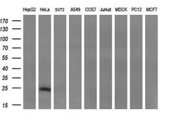 CITED1 Monoclonal Antibody (OTI4H4), TrueMAB , OriGene:Antibodies:Primary