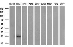CITED1 Mouse anti-Human, Clone: OTI3C12, lyophilized, TrueMAB 100 &mu;g;