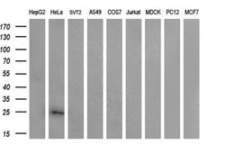 CITED1 Monoclonal Antibody (OTI3C12), TrueMAB , OriGene 100 &mu;L; Unconjugated:Antibodies,