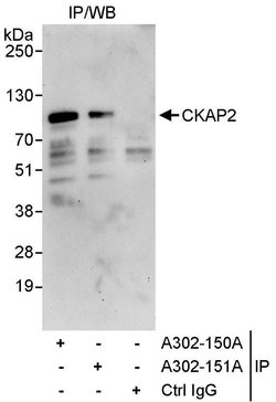 CKAP2 Rabbit anti-Human, Polyclonal, Bethyl Laboratories 10 &mu;L; Unconjugated:Antibodies,