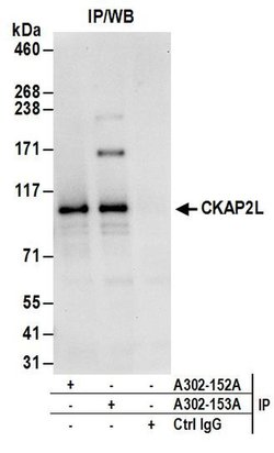 CKAP2L Rabbit anti-Human, Polyclonal, Bethyl Laboratories 100 &mu;L; Unconjugated:Antibodies,