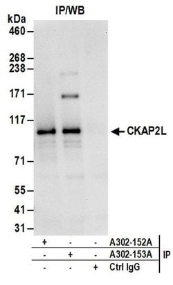 CKAP2L Rabbit anti-Human, Polyclonal, Bethyl Laboratories 10 &mu;L; Unconjugated:Antibodies,
