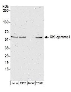 CKI-gamma1 Rabbit anti-Human, Mouse, Polyclonal, Bethyl Laboratories 100