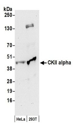 CKII alpha Rabbit anti-Human, Polyclonal, Bethyl Laboratories 20 &mu;L;