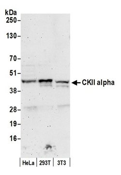 CKII alpha Polyclonal Antibody, Bethyl Laboratories 20 &mu;l; Unlabeled:Antibodies,