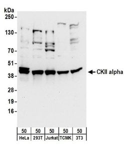 CKII alpha Polyclonal Antibody, Bethyl Laboratories 20 μl; Unlabeled:Antibodies,