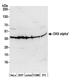 CKII alpha' Polyclonal Antibody, Bethyl Laboratories 20 &mu;L; Unconjugated:Antibodies,
