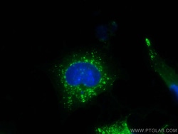 TIP47 Polyclonal Antibody, CoraLite488, Proteintech 100 &mu;L; CoraLite488:Antibodies,