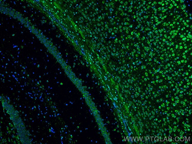 RIC8A Monoclonal Antibody (1E3B11), CoraLite488, Proteintech 100 μL ...