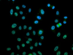 Phospho-mTOR (Ser2448) Monoclonal Antibody (2A12G3), CoraLite488, Proteintech