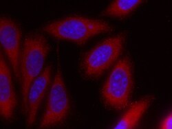 iNOS Polyclonal Antibody, CoraLite594, Proteintech 100 &mu;L; CoraLite594:Antibodies,