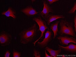 iNOS Polyclonal Antibody, CoraLite594, Proteintech 100 &mu;L; CoraLite594:Antibodies,