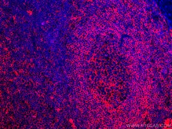 HLA-E Monoclonal Antibody (1A4G3), CoraLite594, Proteintech 100 &mu;L;