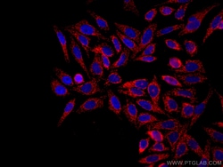 TOM20 Monoclonal Antibody (1D6F5), CoraLite594, Proteintech 100 &mu;L;