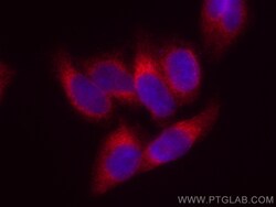 Calnexin Monoclonal Antibody (2A2C6), CoraLite594, Proteintech 100 &mu;L;