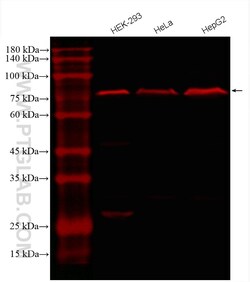 Calnexin Monoclonal Antibody (2A2C6), CoraLite594, Proteintech 100 &mu;L;
