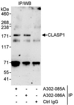 CLASP1 Rabbit anti-Human, Polyclonal, Bethyl Laboratories 10 &mu;L; Unconjugated:Antibodies,