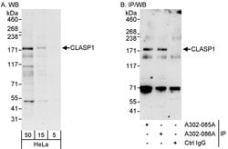 CLASP1 Rabbit anti-Human, Polyclonal, Bethyl Laboratories 100 &mu;L; Unconjugated:Antibodies,