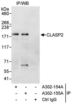CLASP2 Rabbit anti-Human, Polyclonal, Bethyl Laboratories 10 &mu;L; Unconjugated:Antibodies,