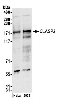CLASP2 Polyclonal Antibody, Bethyl Laboratories