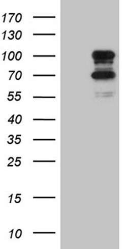 CLCA1 Monoclonal Antibody (OTI8E7), TrueMAB , OriGene 100 &mu;L | Buy Online | Origene Technologies | Fisher Scientific
