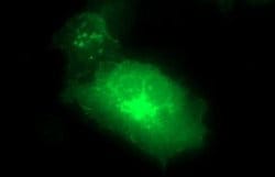 CLDN6 Monoclonal Antibody (OTI4B6), TrueMAB , OriGene 100 &mu;L; Unconjugated:Antibodies,
