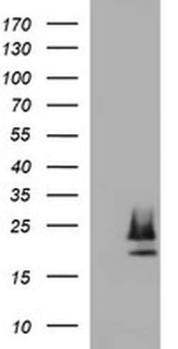 CLDN6 Mouse anti-Human, Clone: OTI2H1, liquid, TrueMAB 100 &mu;L; Unconjugated:Antibodies,