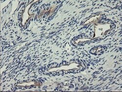 CLEC4E Mouse anti-Human, Clone: OTI2A8, liquid, TrueMAB 30 &mu;L; Unconjugated:Antibodies,