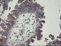 CLEC4E Mouse anti-Human, Clone: OTI2A8, liquid, TrueMAB 30 &mu;L; Unconjugated:Antibodies,