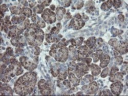 CLEC4E Mouse anti-Human, Clone: OTI2A8, liquid, TrueMAB 30 &mu;L; Unconjugated:Antibodies,