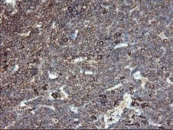 CLEC4E Mouse anti-Human, Clone: OTI2A8, liquid, TrueMAB 30 &mu;L; Unconjugated:Antibodies,