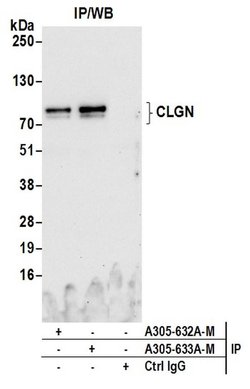 CLGN Polyclonal Antibody, Bethyl Laboratories 20 &mu;L; Unconjugated:Antibodies,