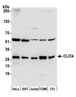 CLIC4 Rabbit anti-Human, Mouse, Polyclonal, Bethyl Laboratories 100 &mu;L;