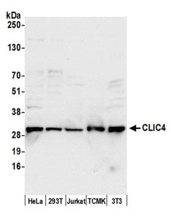 CLIC4 Polyclonal Antibody, Bethyl Laboratories 20 &mu;l; Unlabeled:Antibodies,