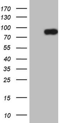 CLINT1 Monoclonal Antibody (OTI3H9), TrueMAB , OriGene 100 &mu;L | Buy Online | OriGene | Fisher Scientific