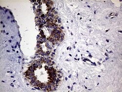 CLIP4 Mouse anti-Human, Clone: OTI5D10, lyophilized, TrueMAB 100 &mu;g;