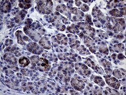 CLIP4 Mouse anti-Human, Clone: OTI5D10, lyophilized, TrueMAB 100 &mu;g;