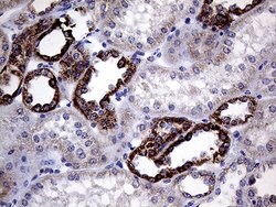 CLIP4 Mouse anti-Human, Clone: OTI5D10, lyophilized, TrueMAB 100 &mu;g;