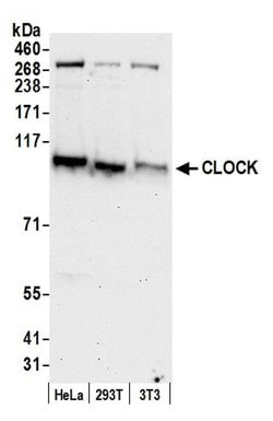 CLOCK Polyclonal Antibody, Bethyl Laboratories 20 &mu;L; Unconjugated:Antibodies,