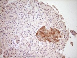 CLOCK Monoclonal Antibody (OTI1G3), TrueMAB , OriGene 100 &mu;L; Unconjugated:Antibodies,