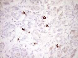 CLOCK Monoclonal Antibody (OTI2H7), TrueMAB , OriGene 100 &mu;L; Unconjugated:Antibodies,