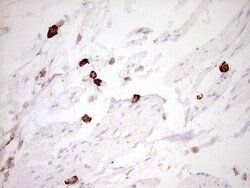 CLOCK Monoclonal Antibody (OTI2H7), TrueMAB , OriGene 100 &mu;L; Unconjugated:Antibodies,