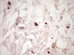 CLOCK Monoclonal Antibody (OTI2H7), TrueMAB , OriGene:Antibodies:Primary