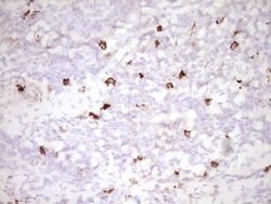 CLOCK Monoclonal Antibody (OTI2H7), TrueMAB , OriGene:Antibodies:Primary