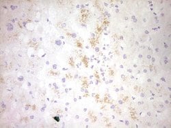 CLOCK Mouse anti-Human, Clone: OTI4A6, lyophilized, TrueMAB 100 &mu;g;