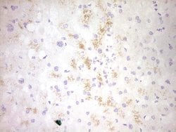 CLOCK Monoclonal Antibody (OTI4A6), TrueMAB , OriGene 100 &mu;L; Unconjugated:Antibodies,