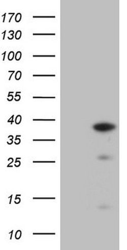 CLOCK Mouse anti-Human, Clone: OTI1C10, lyophilized, TrueMAB 100 &mu;g;