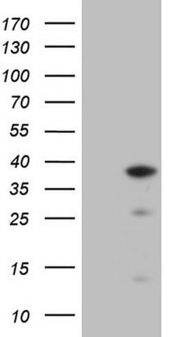 CLOCK Monoclonal Antibody (OTI1C10), TrueMAB , OriGene 100 &mu;L; Unconjugated:Antibodies,